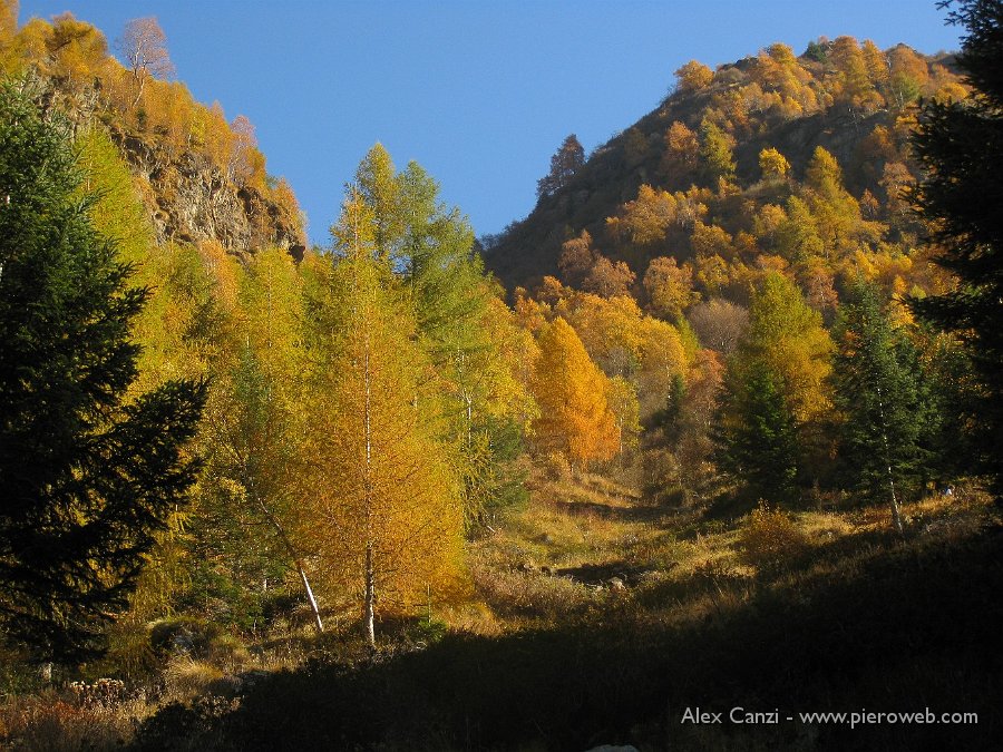 06 bosco di larici.jpg